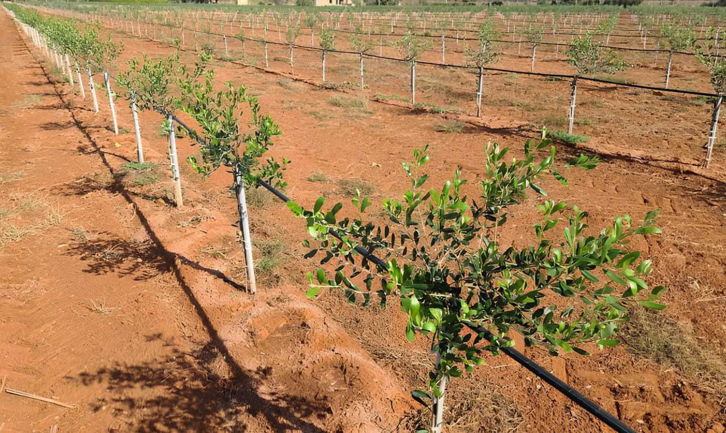 Rigenerazione sostenibile nel Salento