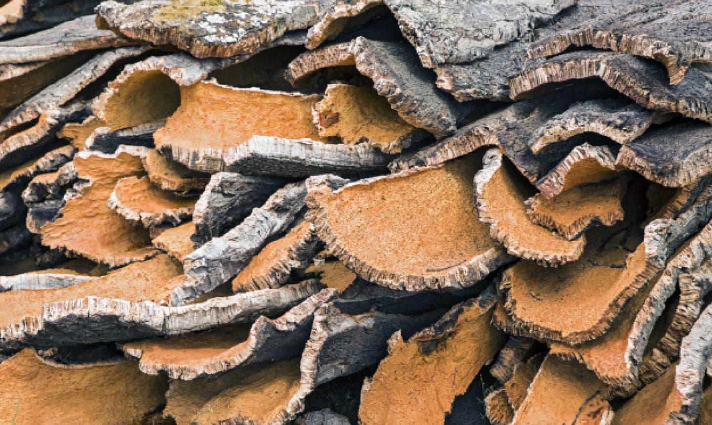 Sughereti polifunzionali e rigenerativi in Sardegna